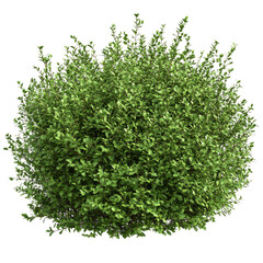 Naklejka premium a realistic photo of large bush, isolated on Transparent background,
