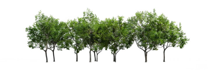 A collection of trees, cut out for rendering, boasting vibrant green leaves and set within a park environment, with the background artfully removed for optimal integration.