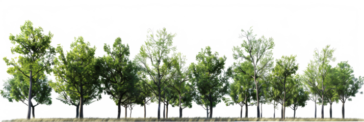 A crafted PNG image of trees situated in a park, optimized for rendering, capturing the green leaves under the daytime sun, with the background removed for seamless integration.