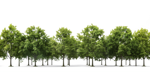 A cut-out image featuring aligned trees in a park, bathed in sunlight with lush green leaves, and a meticulously removed background, tailored for rendering purposes.