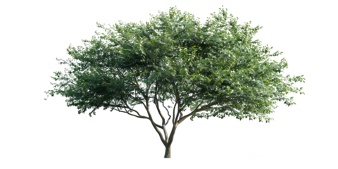 A cutout image featuring a tree with the sun shining above, adorned with lush green leaves, and with the background removed for rendering purposes.
