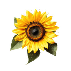Fototapeta premium A bright yellow sunflower with its petals outstretched, centered on a Transparent background,
