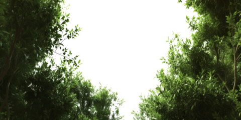 The PNG file presents an upward view of a camera angled toward the sky, capturing green leaves, with the sky removed, leaving the foliage isolated on a transparent background.