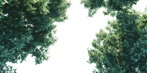 The PNG file offers an upward view of vibrant green leaves, with the sky removed to reveal a clear background, highlighting the lush foliage against the isolated space.