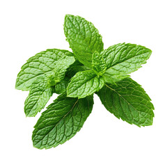 Mint leaves isolated on Transparent background,