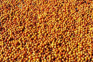 close up of fresh coffee beans for background                 