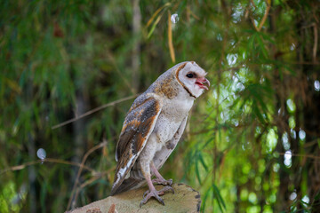Barn Owl (Tyto alba) standing on cut log in the forest