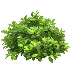 Obraz premium Pile of-onthusia bush isolated on Transparent background