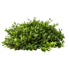 Fototapeta premium Pile of-onthusia bush isolated on Transparent background