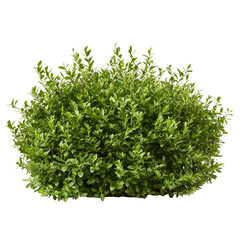 Fototapeta premium Pile of-onthusia bush isolated on Transparent background