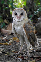 Barn Owl (Tyto alba) standing on the ground in the morning