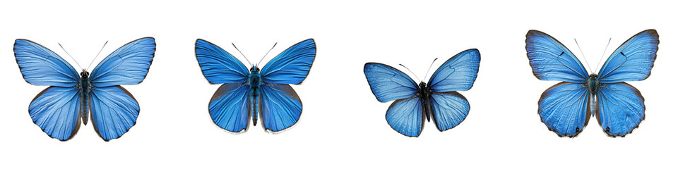 Four beautiful blue butterflies isolated on a white background.