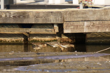 A flock of sandpipers looking for food in a port, on the shore. The ruff (Calidris pugnax) is a medium-sized wading bird that breeds in marshes and wet meadows across northern Eurasia.