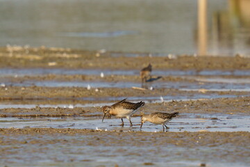 A pair of sandpipers looking for food on the seashore. The ruff (Calidris pugnax) is a medium-sized wading bird that breeds in marshes and wet meadows across northern Eurasia.