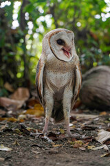 Barn Owl (Tyto alba) standing on the ground in the morning