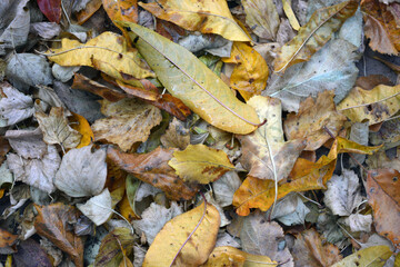 The autumn season is beautiful and pleasant. Yellow, brown, golden, dry green leaves, fallen leaves lie on the ground.