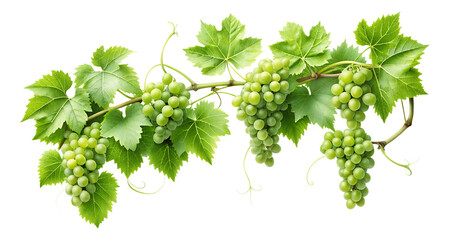 A bunch of green grape trees with leaves and green grapes are hanging on a transparent background