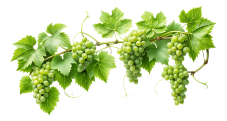 A bunch of green grape trees with leaves and green grapes are hanging on a transparent background