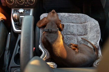 A dachshund is sleeping peacefully on the front passenger seat of a moving car, captured from an...