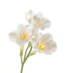 White beauty freesia flower isolated on a white background  