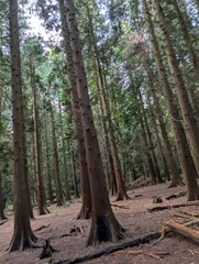 Beautiful forested areas alpine deciduous temperate forests of UK Europe Green Panorama 