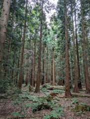 Obraz premium Beautiful forested areas alpine deciduous temperate forests of UK Europe Green Panorama 