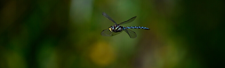 Torf-Mosaikjungfer // Common hawker, moorland hawker (Aeshna juncea) 