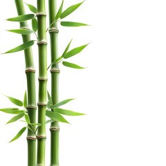 Green bamboo with leaves isolated on white background  