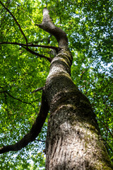 Fototapeta premium gros plan détails sur arbre forêt coupé bucheron bucheronnage