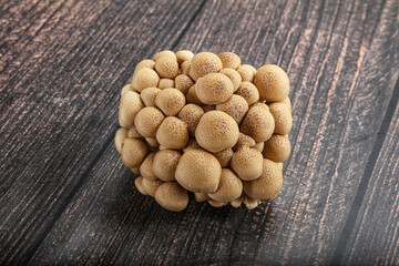 Raw asiam delicacy mushroom Shimeji