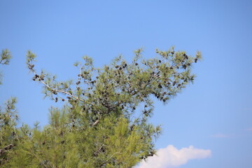 branch of turkish pine with cones