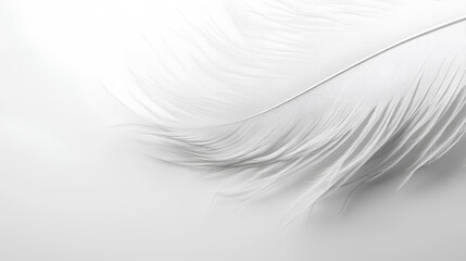 Obraz premium white feather white background