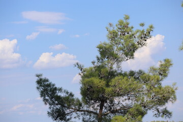 branch of turkish pine with cones