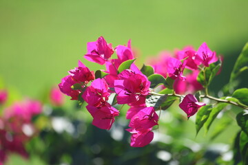 Bougainville flower  (Bougainvillea spectabilis) in summer