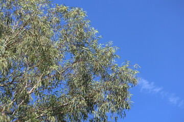 close up of branch of eucalyptus tree 

