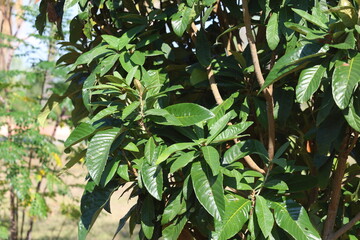 close up of leaves of loquat tree branch