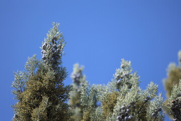 branch of arizona cypress with seed cones