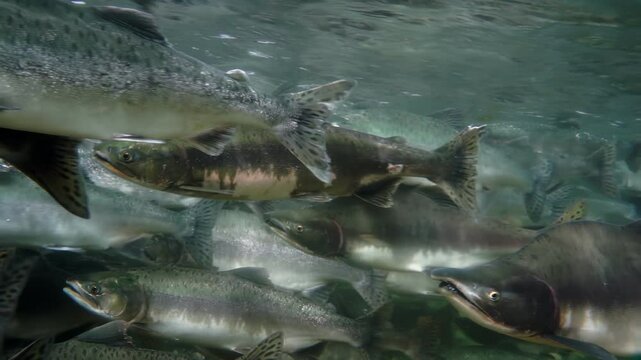 A school of fish swimming in the ocean. The fish are all different sizes and colors