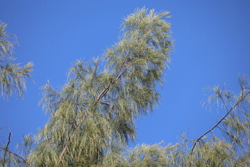 branch of  Australian Pine (Casuarina equisetifolia) tree	
