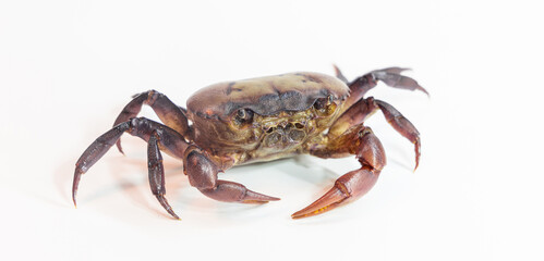Ricefield crabs on white background. Ricefield crab from nature. Red field crab, it small crab many found in rice field canal and river.