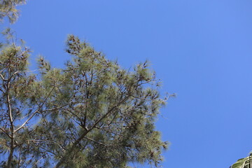 branch of turkish pine with cones