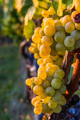 Clusters of ripe fresh golden organic riesling or silvaner grapes on the vine, ready for...