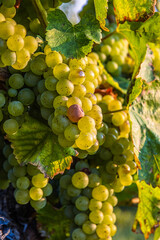 Clusters of ripe fresh golden organic riesling or silvaner grapes on the vine, ready for...