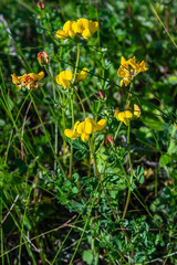 Close up of birds foot trefoil lotus corniculatus flowers in bloom. Beautiful yellow floral background