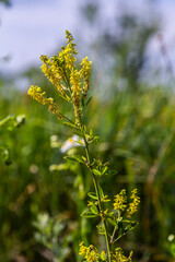 In the wild bloom Melilotus officinalis - honey, essential oil and medicinal plant