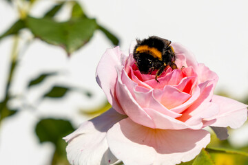 A bee is sitting on a pink rose. The bee is black and yellow. The rose is pink and has green leaves