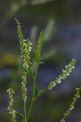 Melilotus albus or honey clover white flowers with green