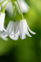 Fototapeta premium 小さな白い花