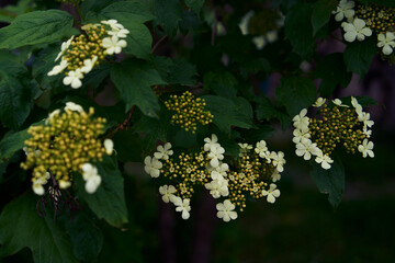 the viburnum flower, moschatel family, Adoxaceae