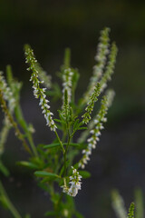 Melilotus albus or honey clover white flowers with green